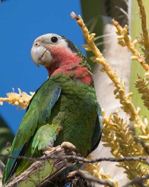 Bahama Parrot